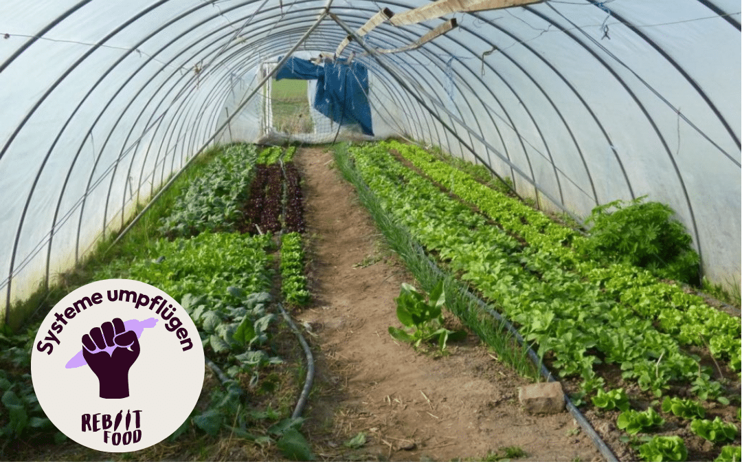 Gewächshaus mit verschiedenen Gemüsepflanzen